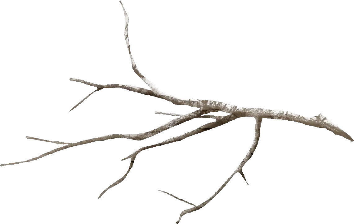 Twig Tree Branch Leaf Flower Transparent Branch Png