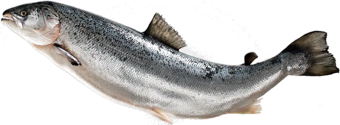 Salmon Fish Png