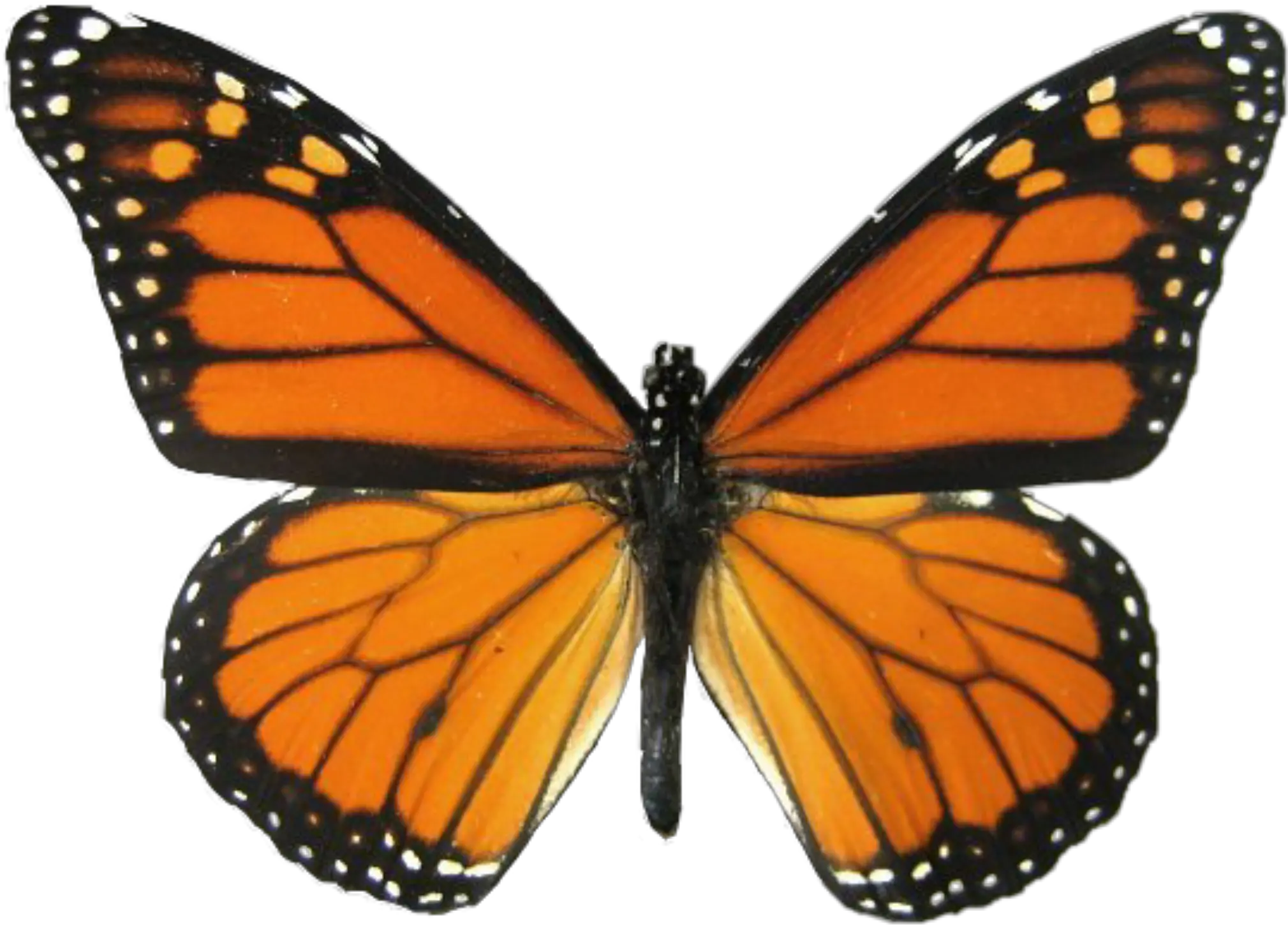 butterfly monarchbutterfly monarch orange insect Real Monarch Butterfly Wings