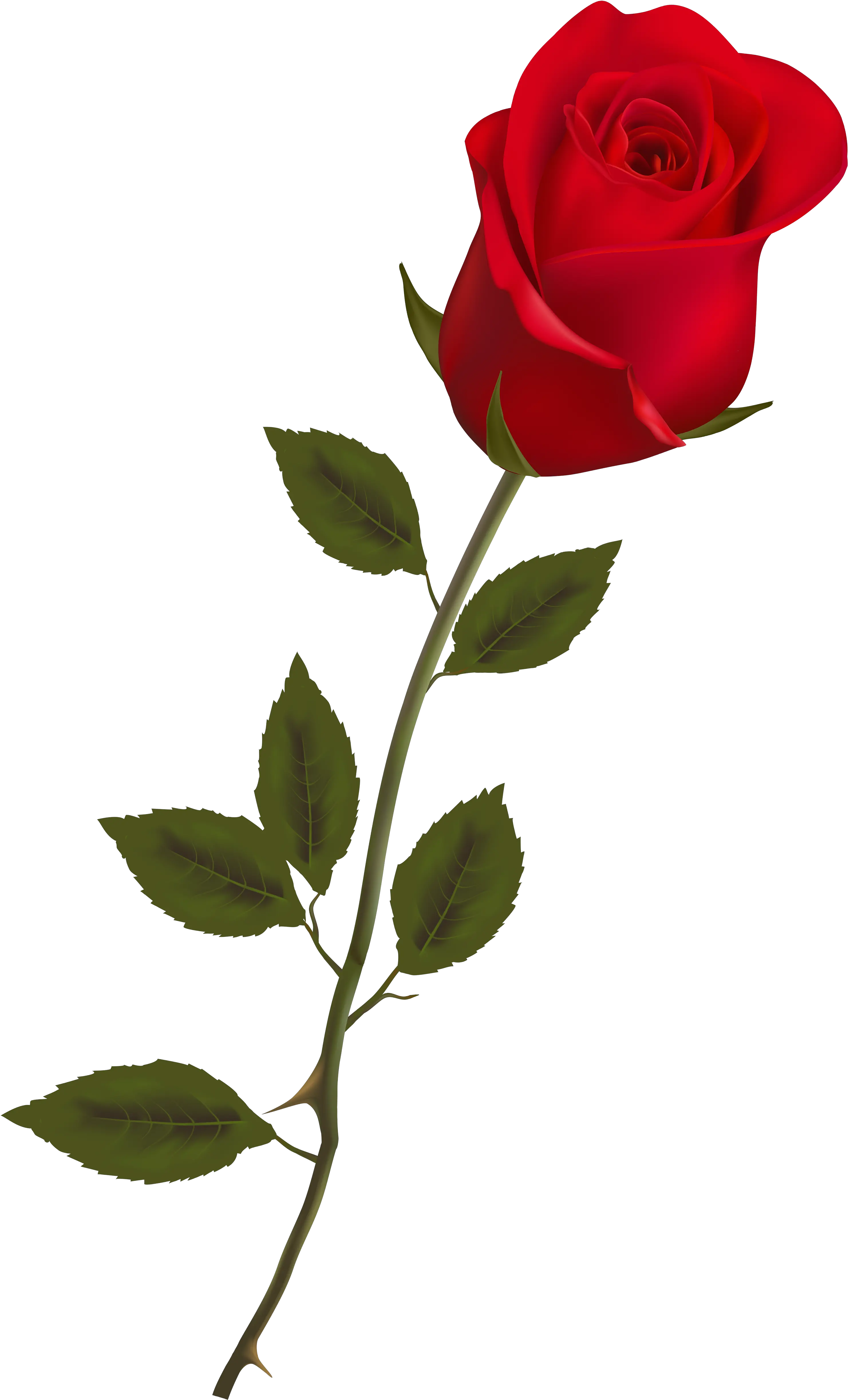 Single Long Stem Red Rose