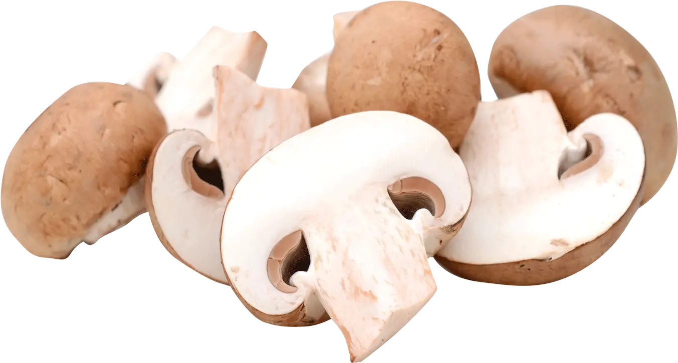 Champignon Mushroom