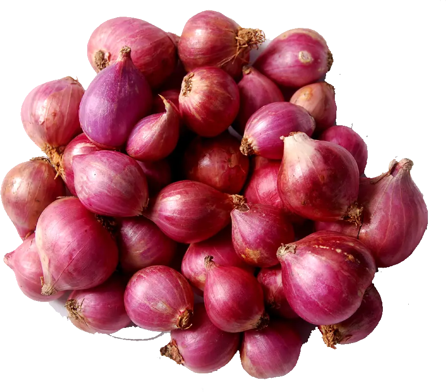 Transparent Onion Png Onion In Sri Lanka