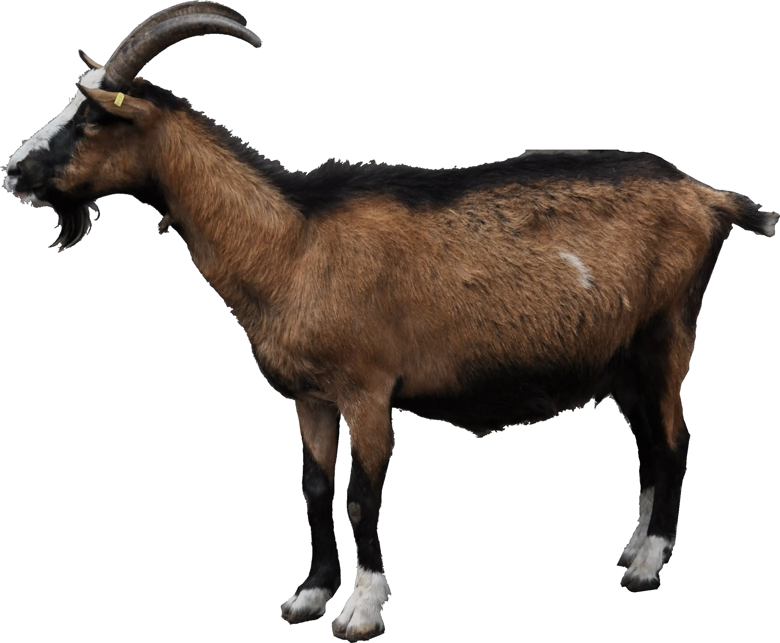 Transparent Mountain Goat Png Mountain Goat Transparent Background