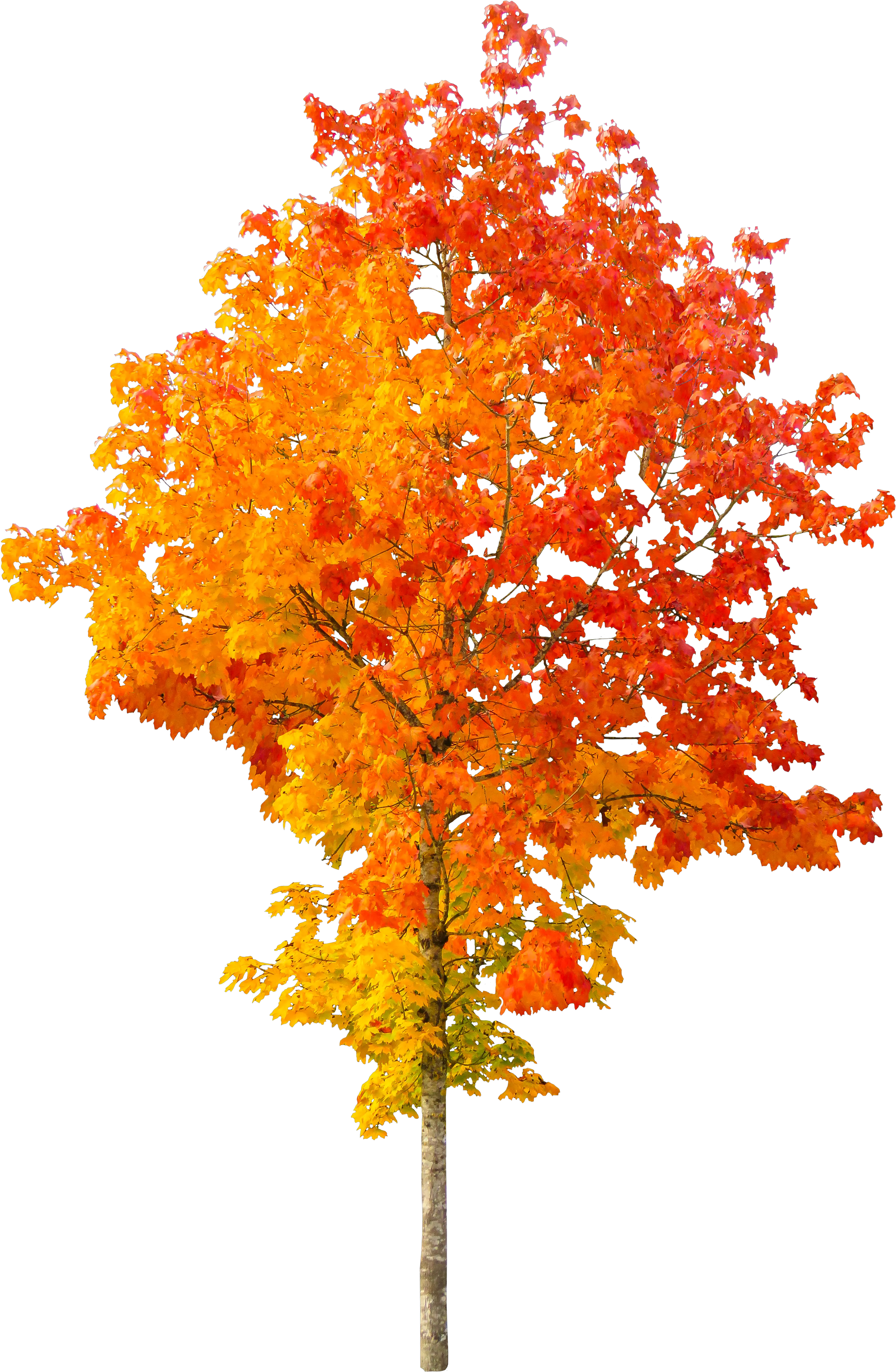 Autumn Tree Transparent Background