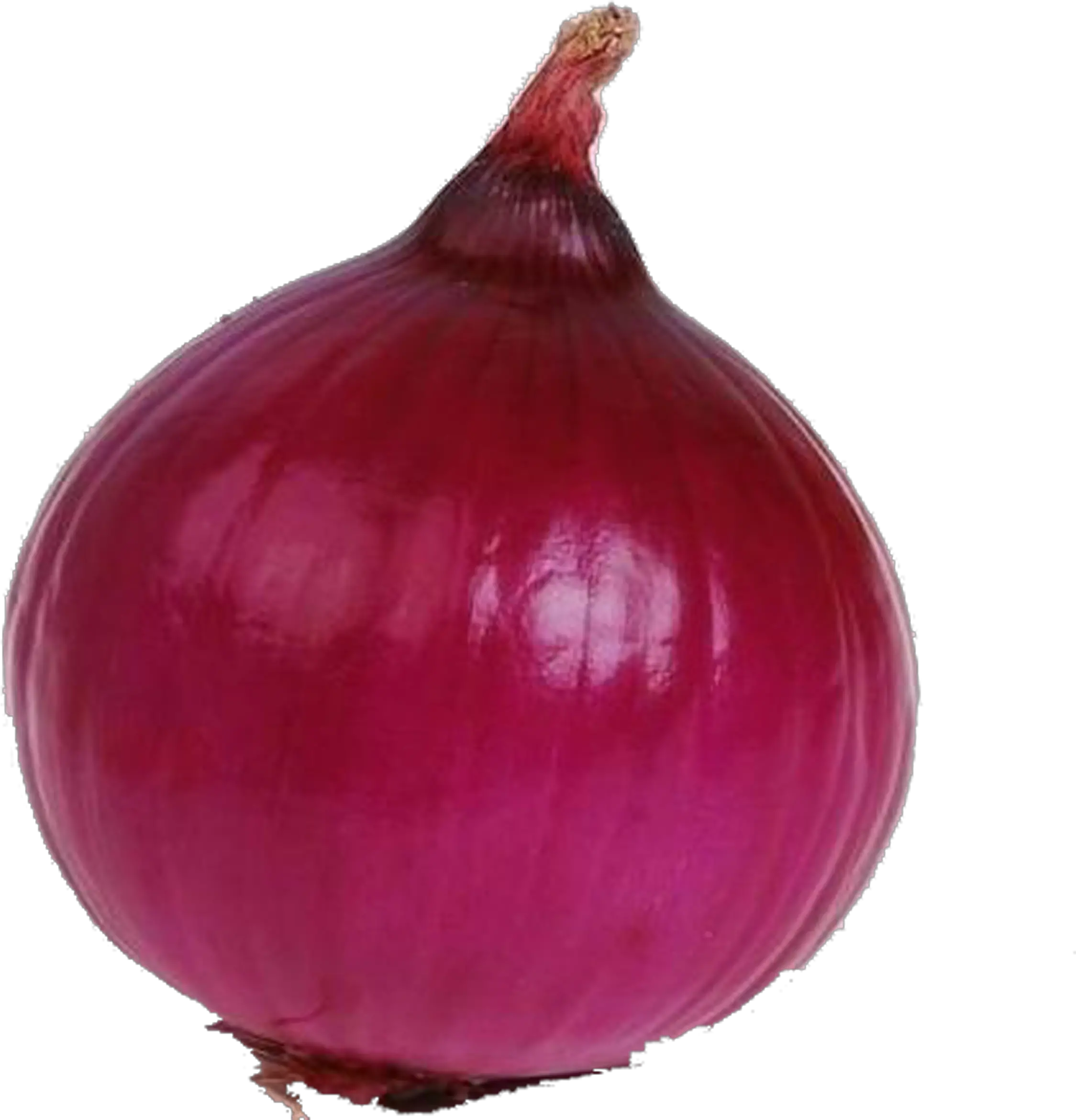 Single Onion Png High-quality Image