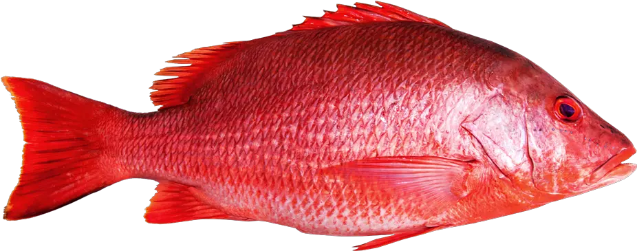 Red Snapper Fish