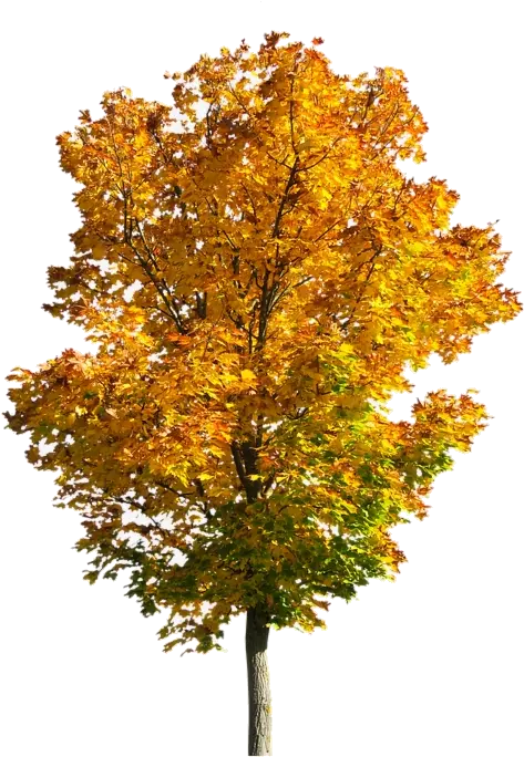 Fall Tree Trees Clipart Transparent Png Fall Tree Png