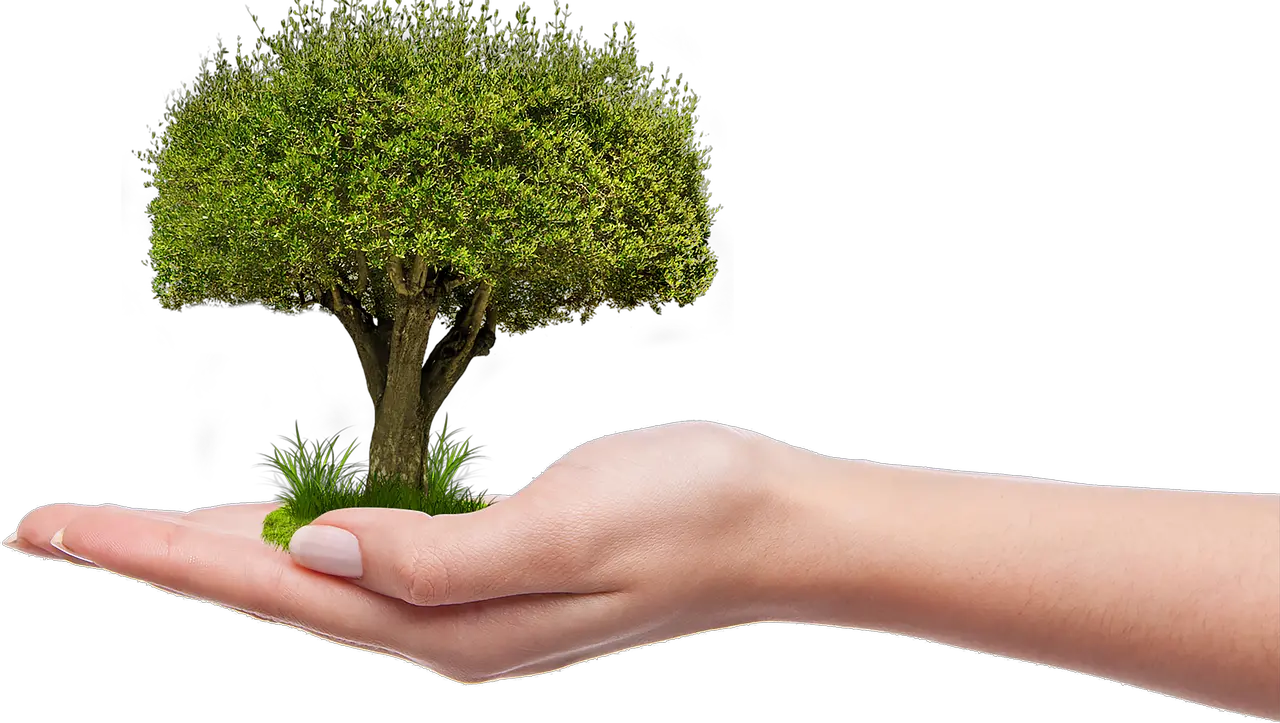 Nature Grow Hold Plant Tree In Hand Png