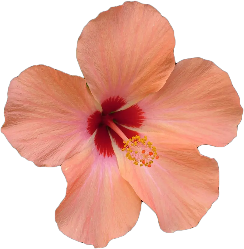 Transparent Hawaiian Flowers Png Flower Hibiscus Png