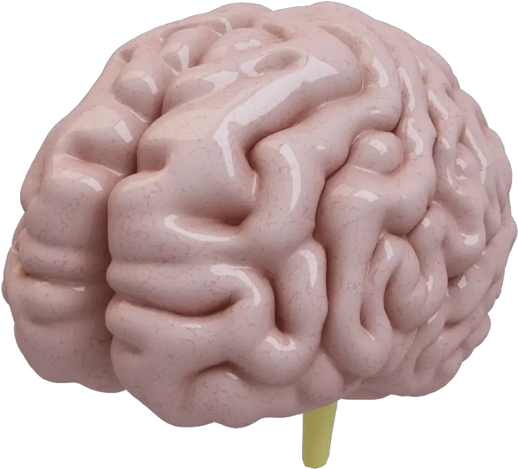 Free Download Brain 3d Model