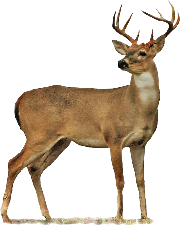 Buck Clipart Transparent Background Deer Transparent Background