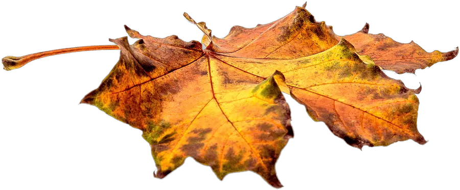 Autumn Leaves On The Ground Png