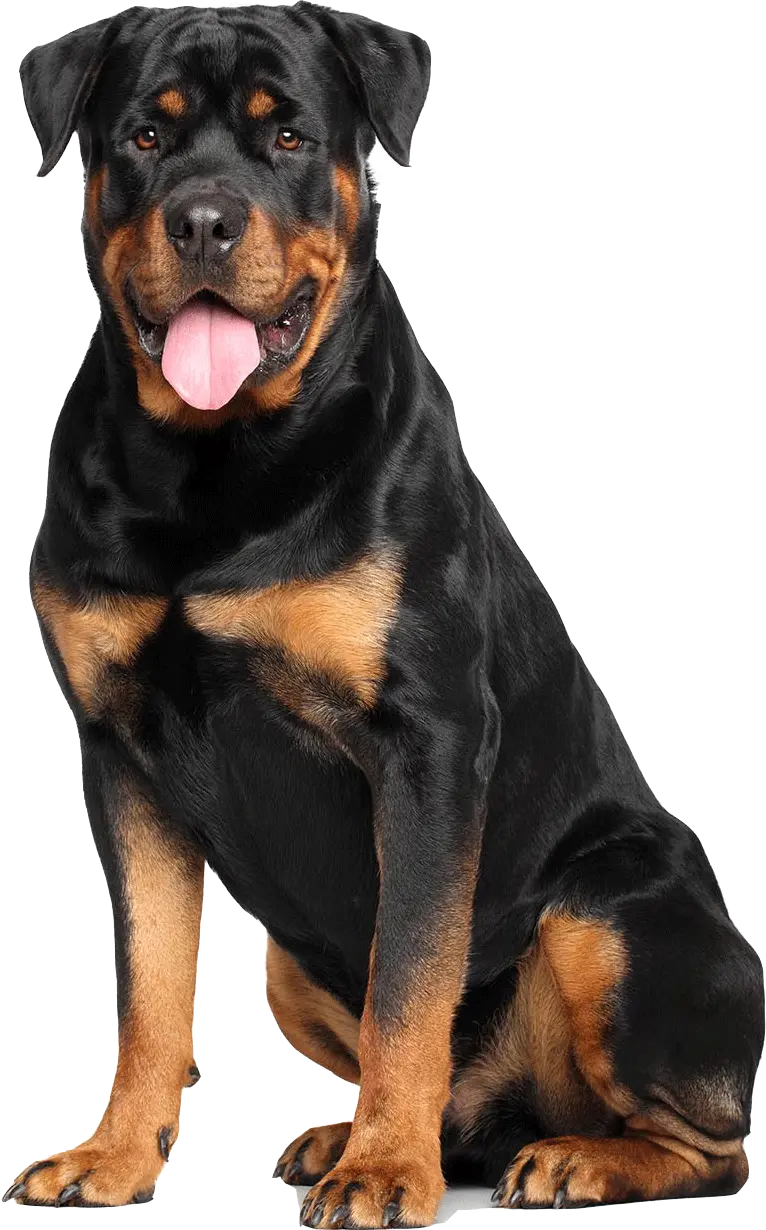 Rottweiler White Background