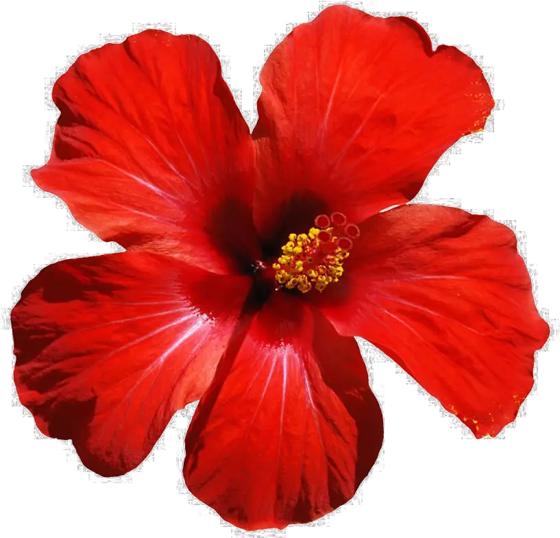 Hawaiian-hibiscus Red Tropical Flower Png