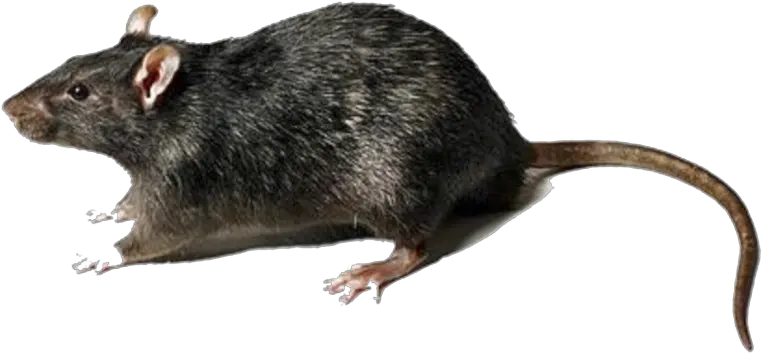 Rat Transparent Background