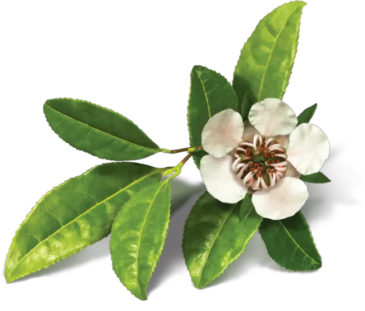 Tea Tree Png Transparent Tea Tree Png