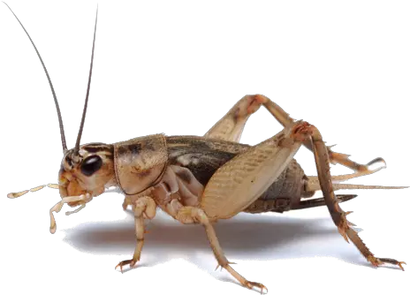 Insect Transparent Png Insect Cricket