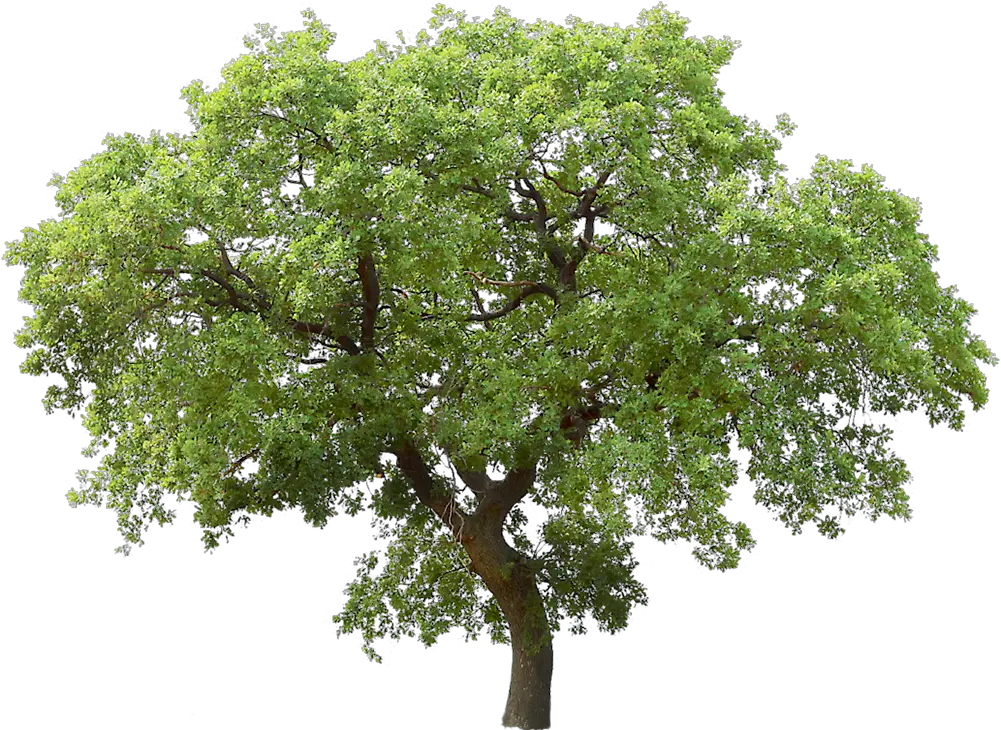 Tree Png Transparent