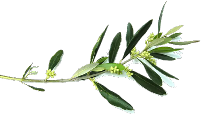 Olive Branch Flower Clip Art Olive Tree Branch Png