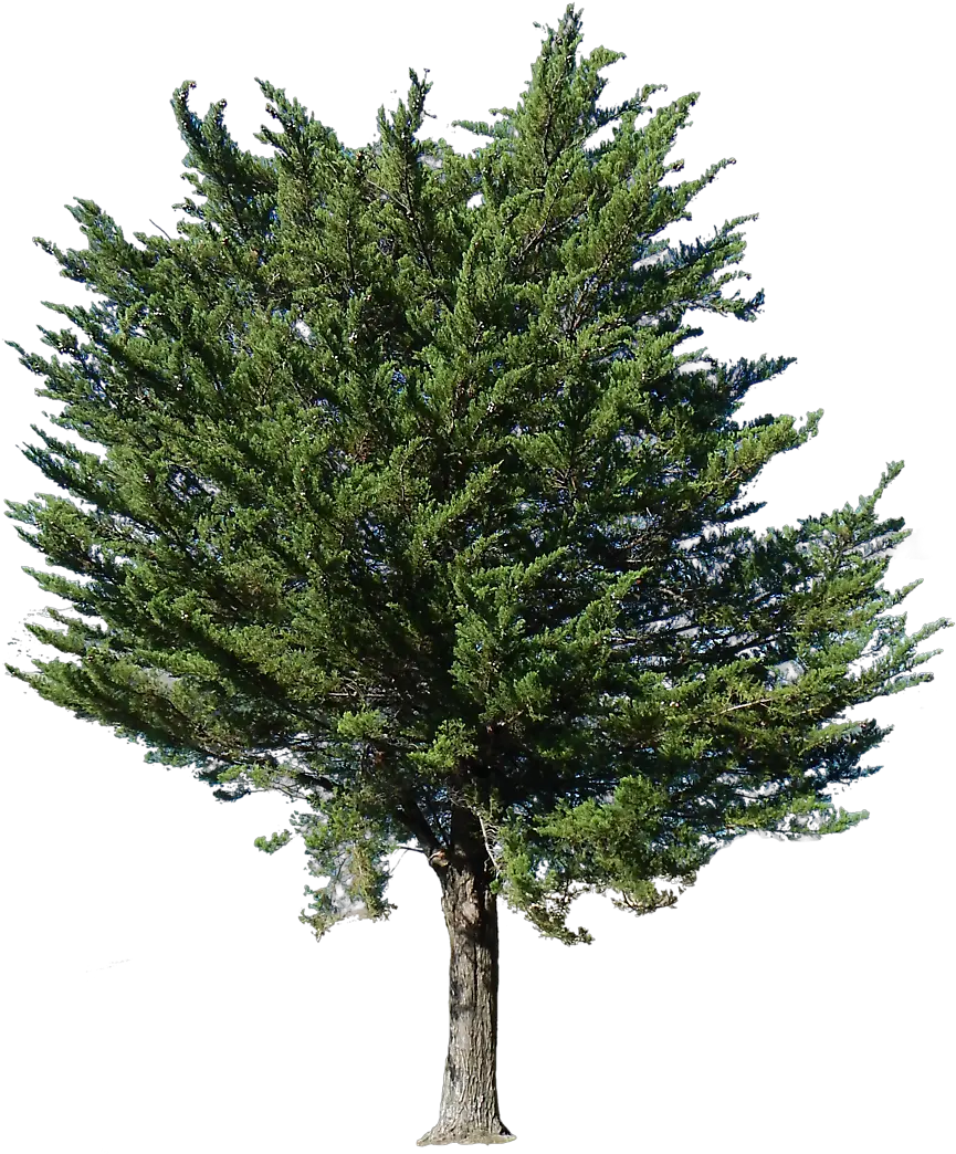 Transparent Background Pine Tree Png