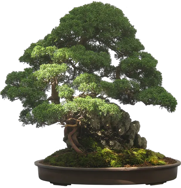 Bonsai Tree Transparent Background