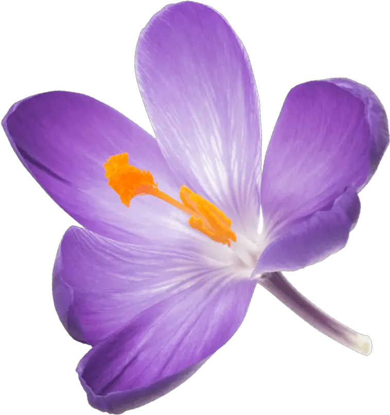 Saffron Flower Png