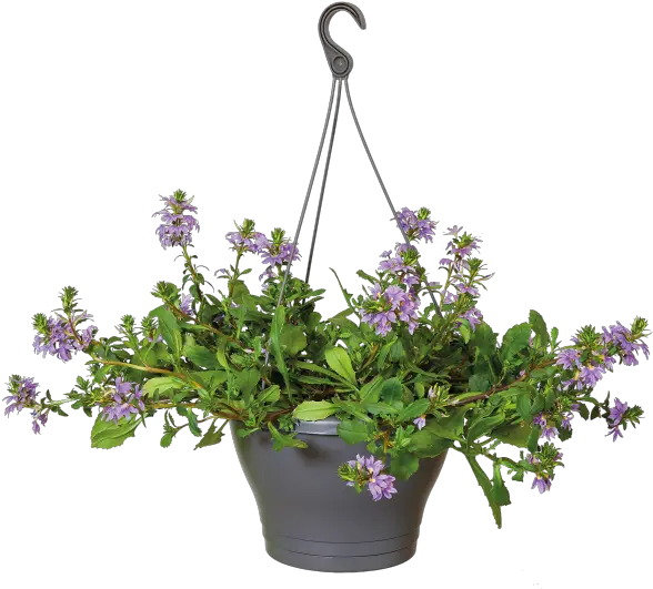 Png Flower Pot Plant