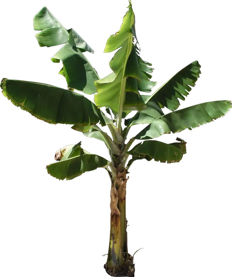 Banana Tree Png Texture Banana Tree Transparent Background