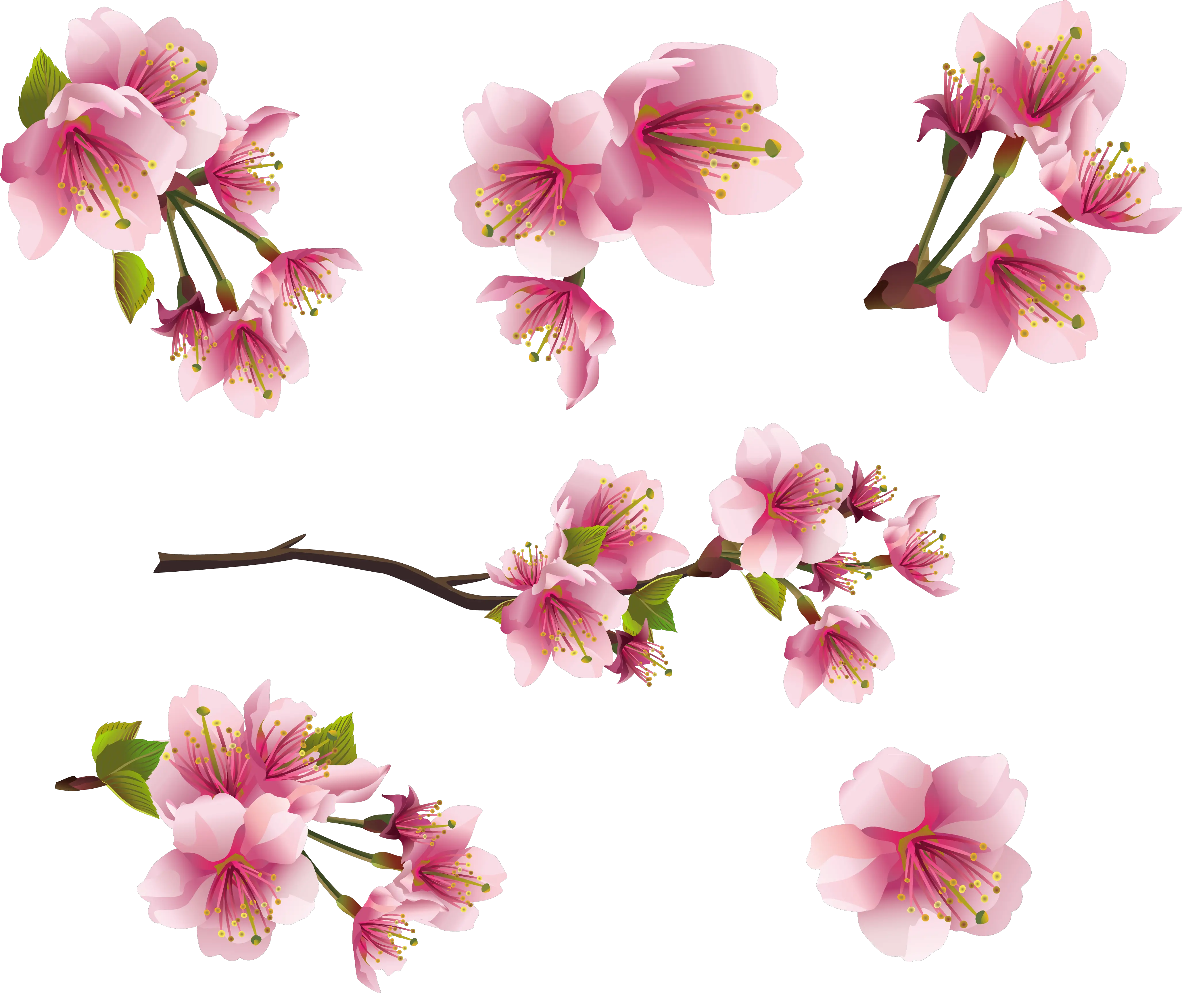 Flower Spring Png Pink Tiny Flowers Png