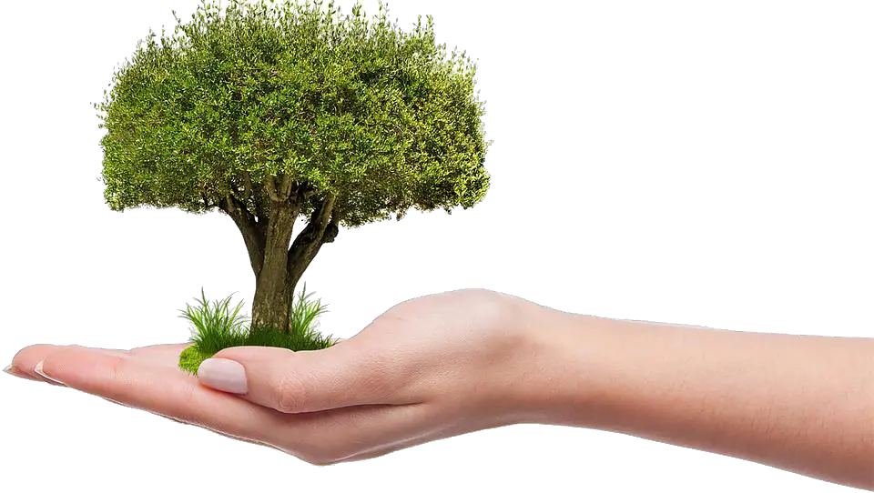 Download Save Tree Png Hd Plant A Tree Png