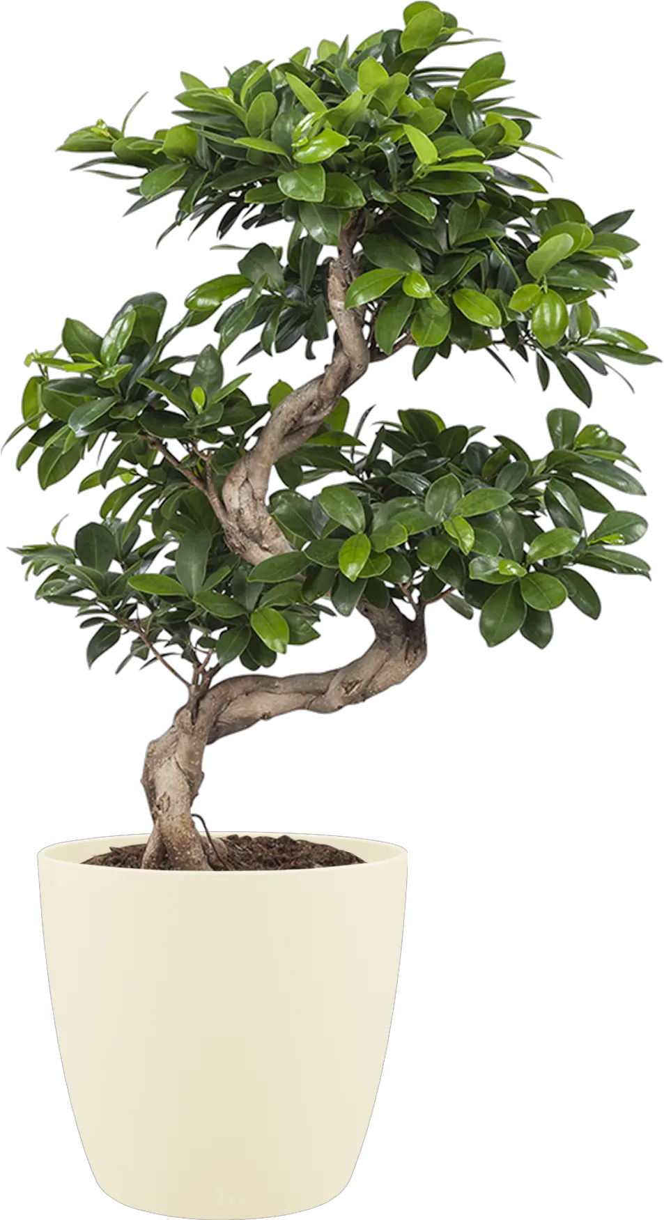 Transparent Ficus Tree Png Transparent Background Home Plant Png