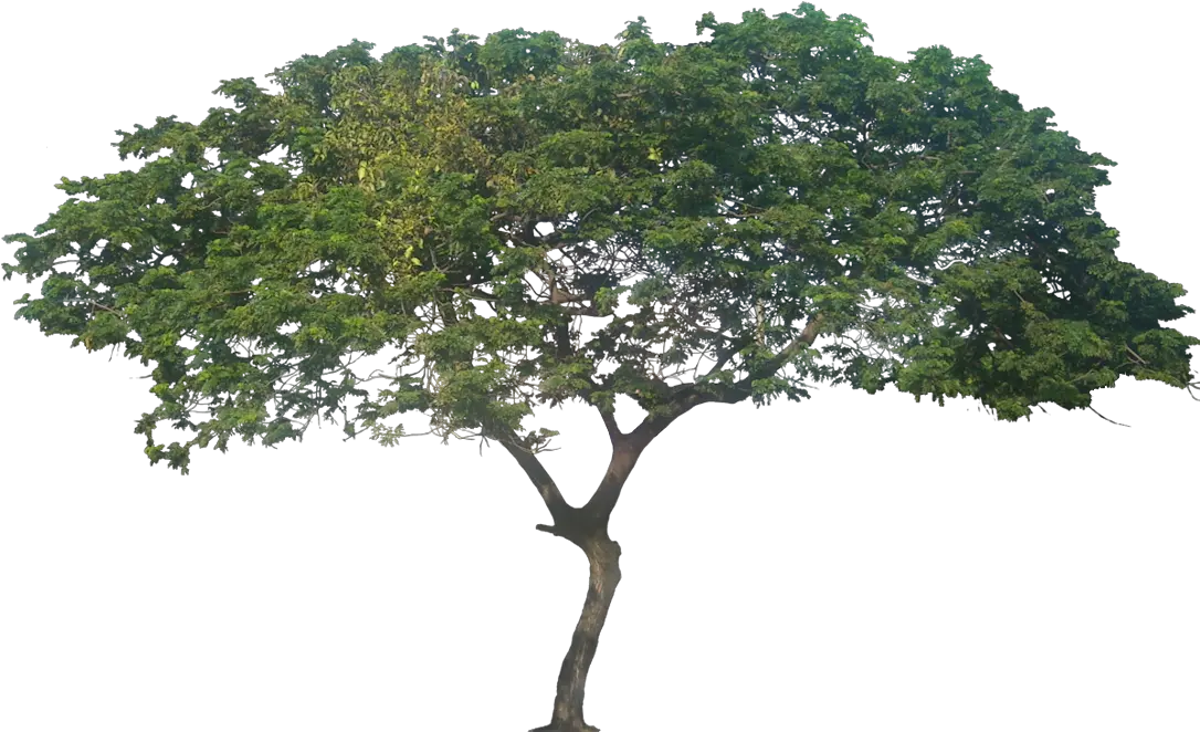 Africa Tree Png Samanea Saman Tree Png