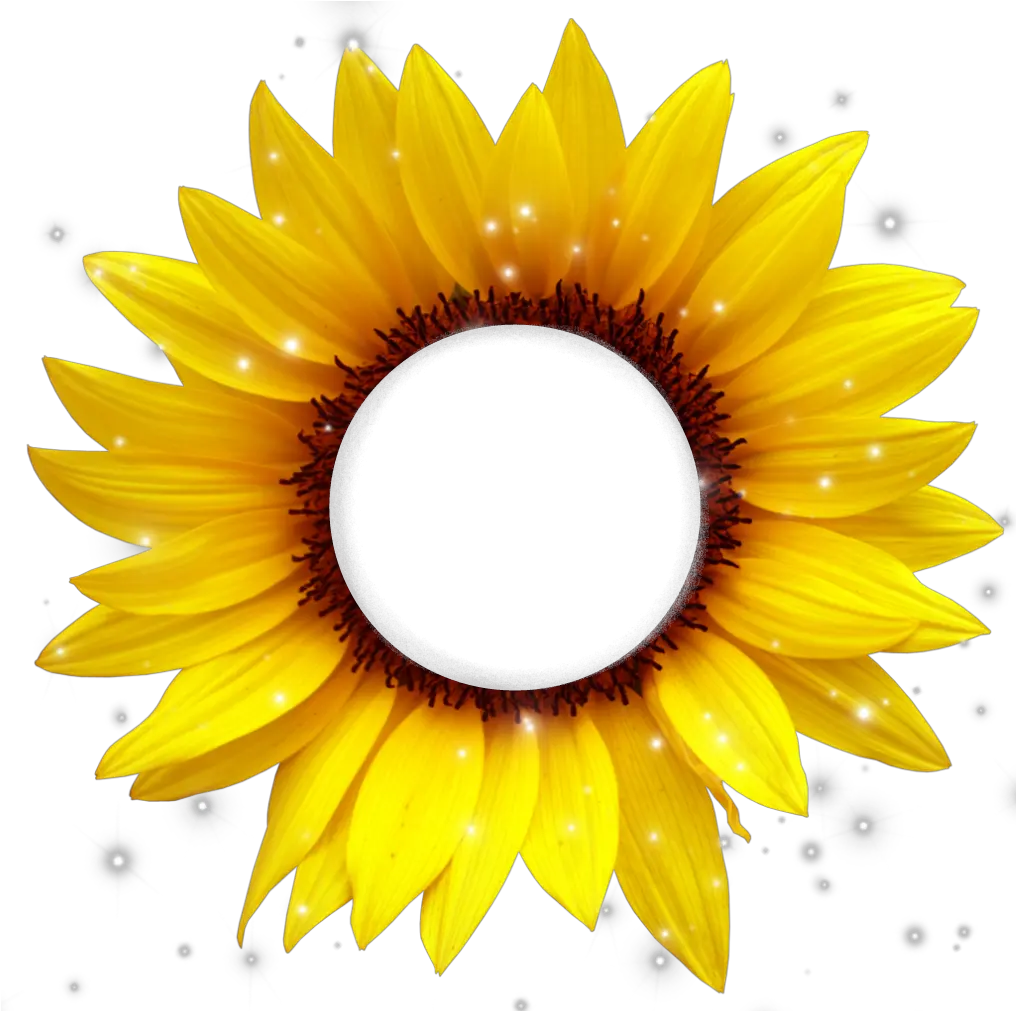 girasol amarillo cafe frame bydeniabejar Sunflower Cartoon Png