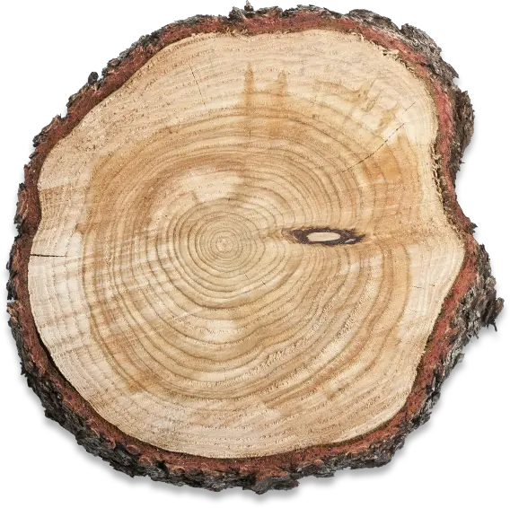 Cut Tree Trunk Png