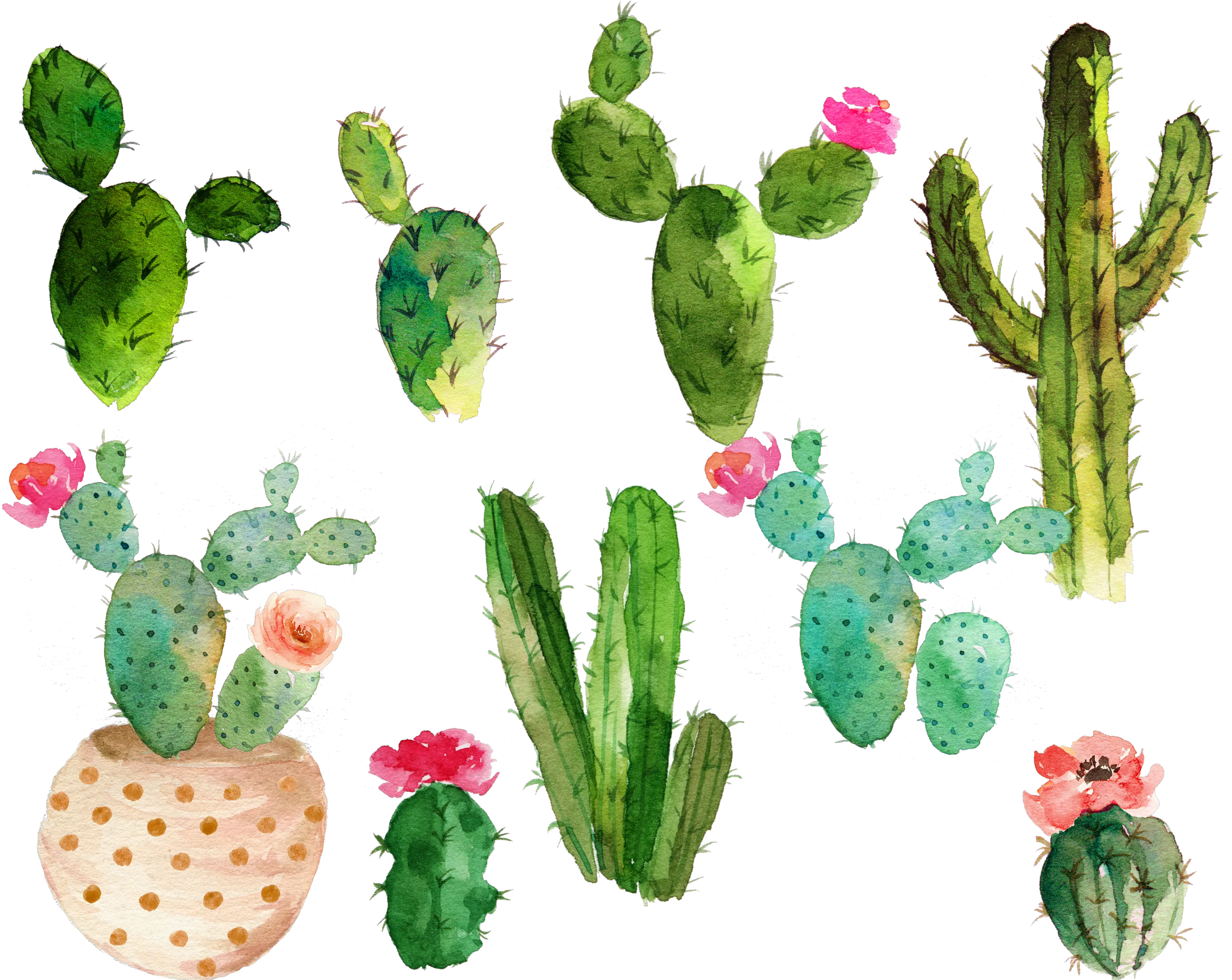 Cactus Flower Drawing Free Watercolor Cactus Clipart