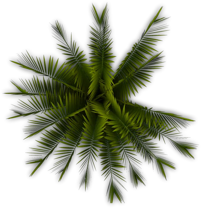 Planting Clipart Top View Palm Tree Top Png