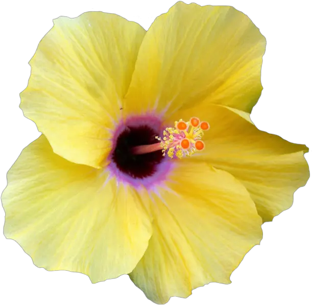 Transparent Hibiscus Border Png Yellow Transparent Hibiscus Flower