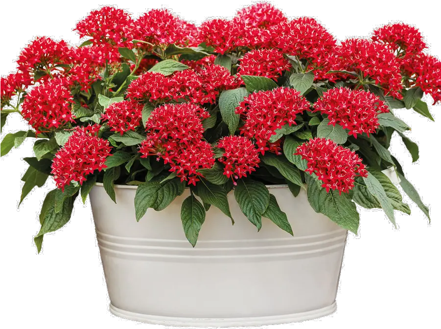 Pentas Flower On Pot