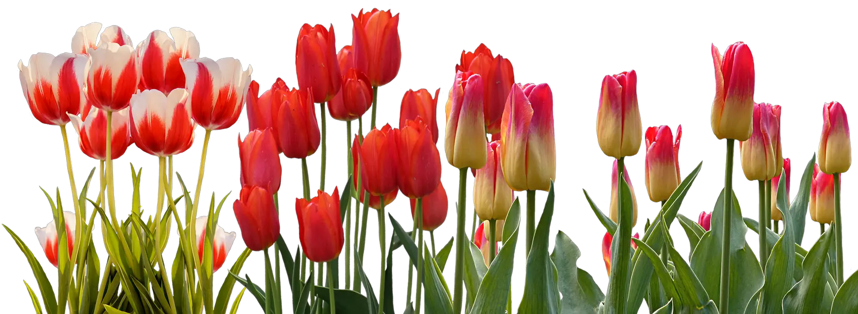 Transparent Hyacinth Png Tulip Flower Garden Png