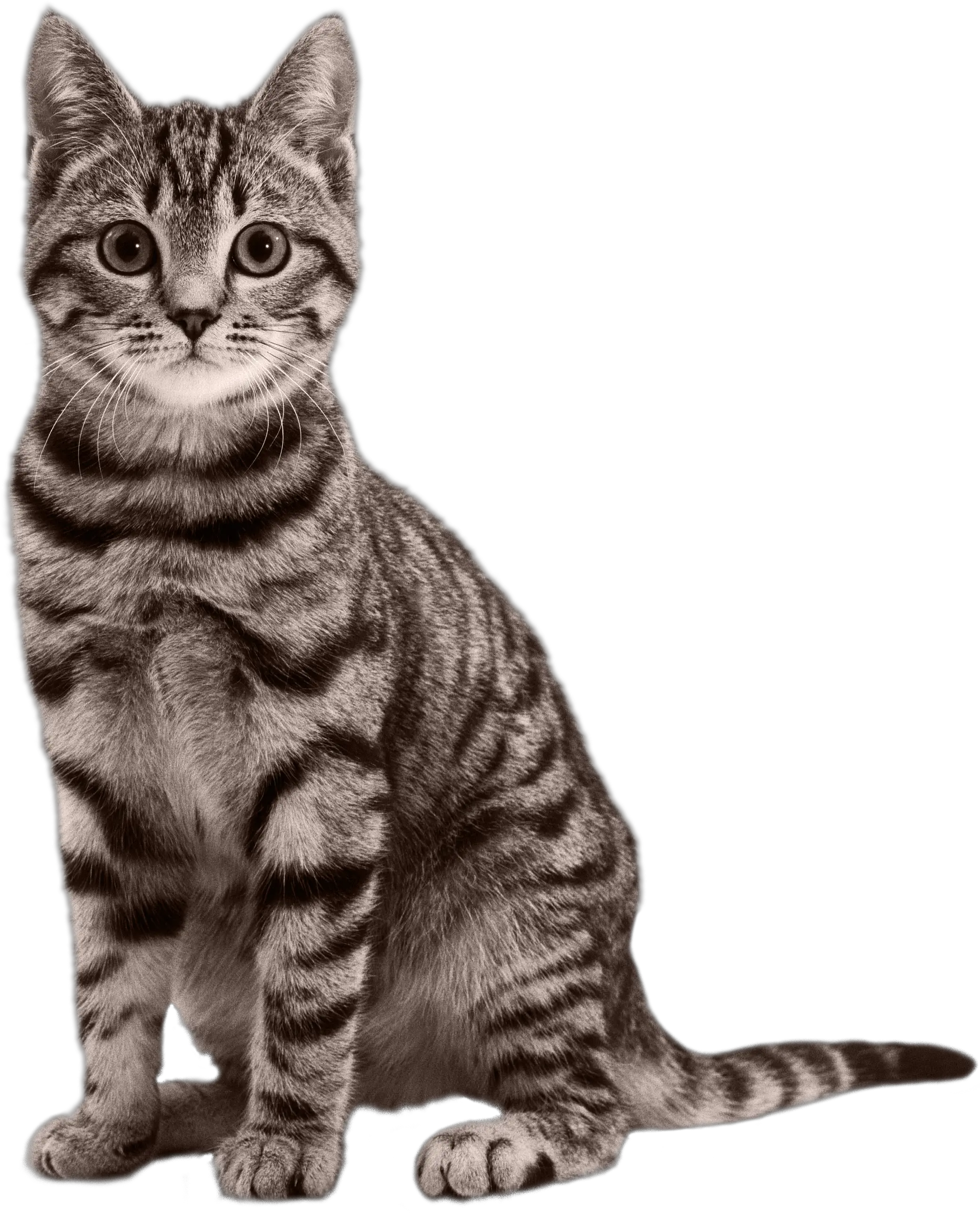 Cat Png Transparent Cat Png