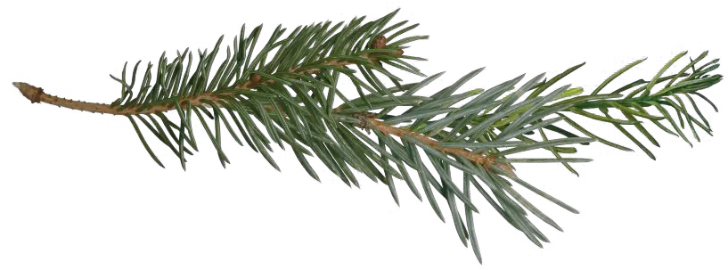 Pine Branch Transparent Png Pine Tree Branch Png