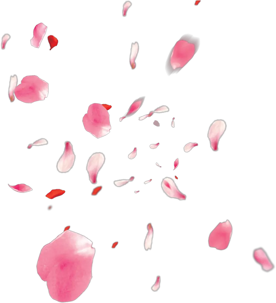 Flowers Petali Rose Petals Petalsofroses Pink Love Transparent Background Cherry Blossom Petals