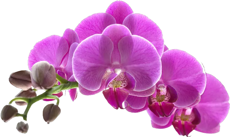 Transparent Orquideas Png Purple Orchid Flower Transparent Background