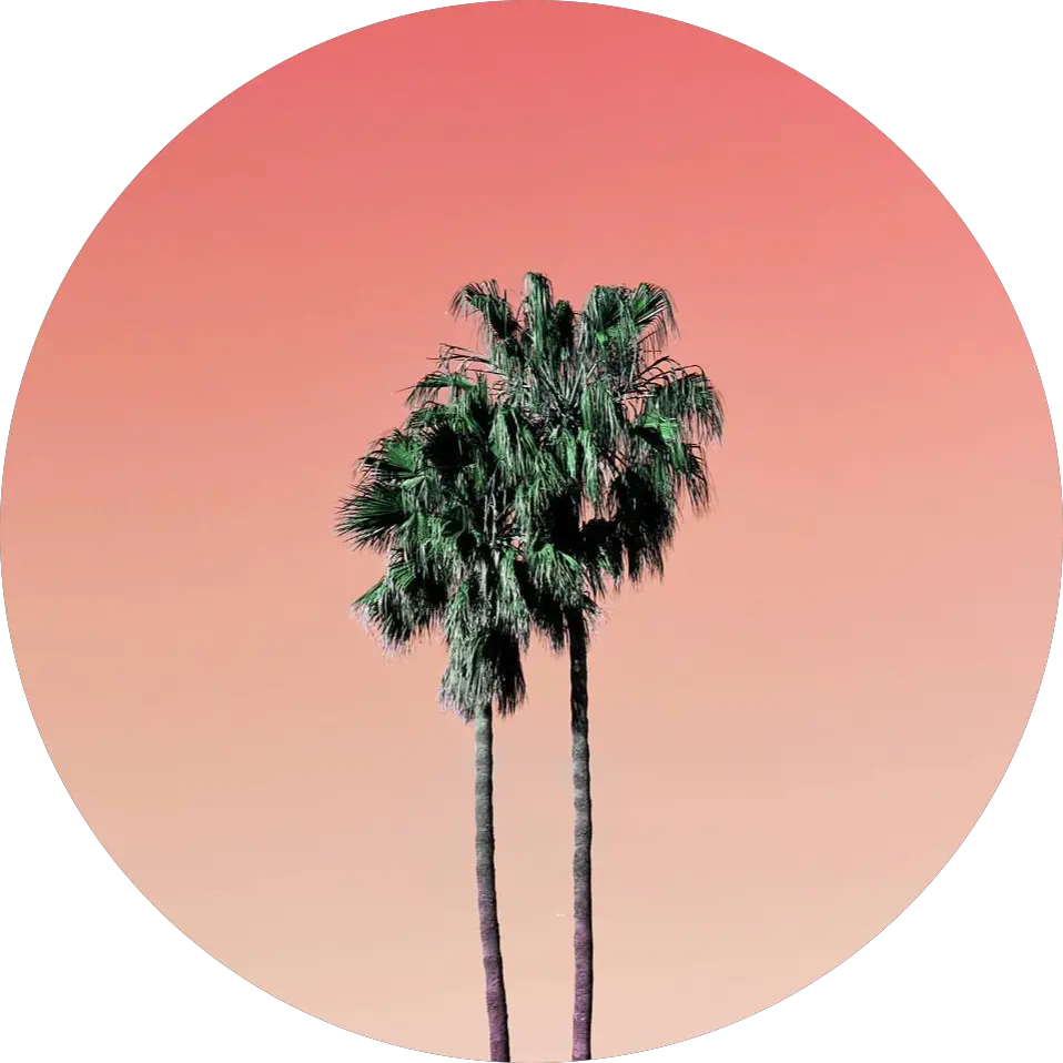 Palm Tree Icon Orange Aesthetic Profile Pictures Circle