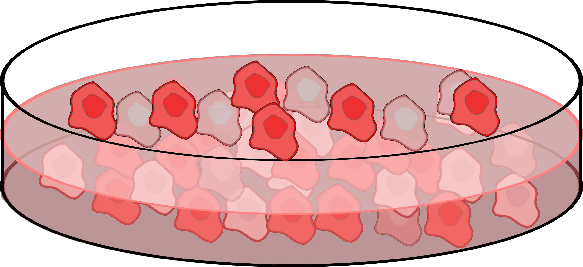 Cell Culture Clip Arts Cartoon Petri Dish Cells