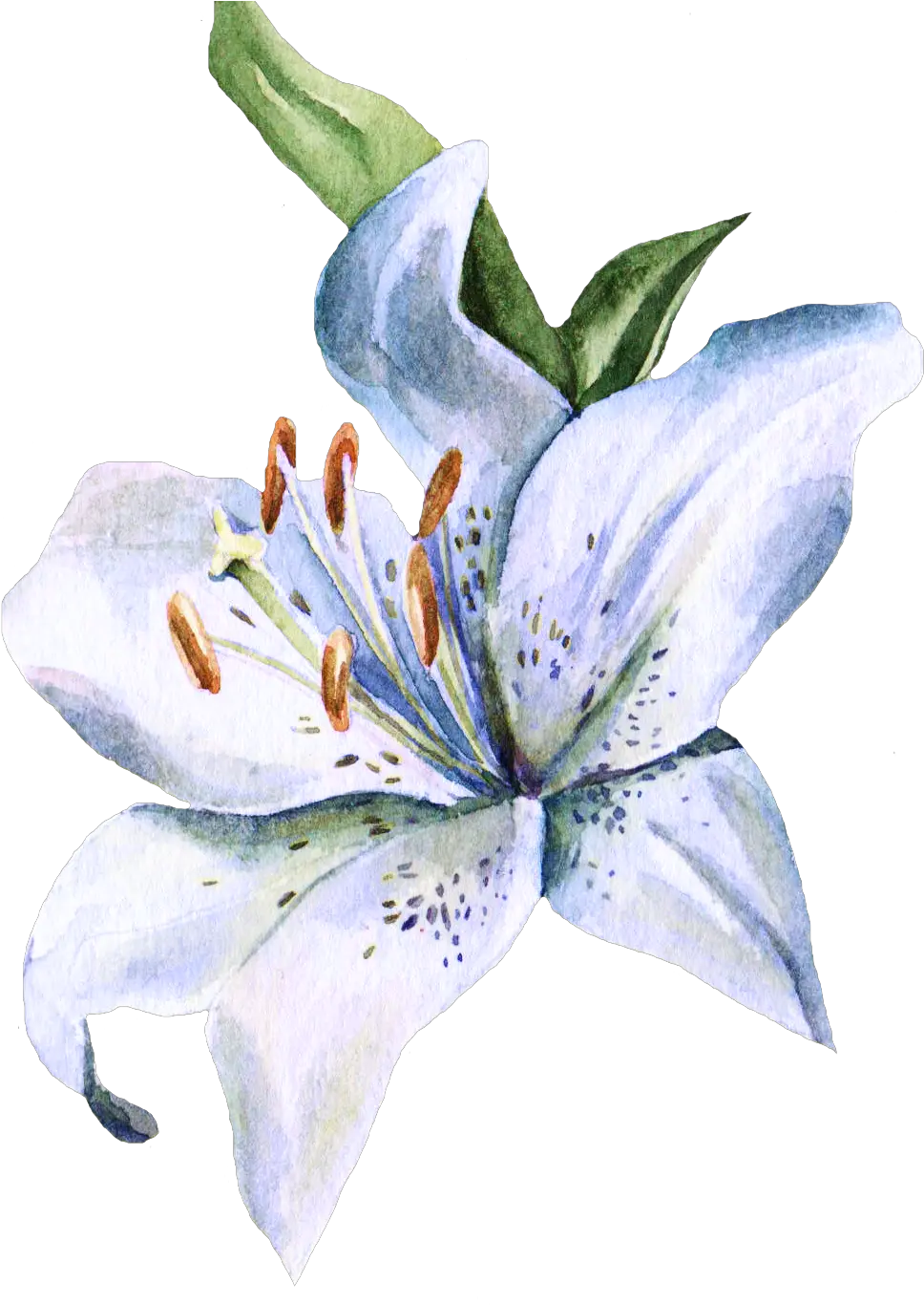 Transparent Stargazer Lily Clipart Lily Flower Watercolor Painting