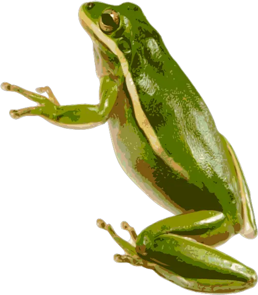 Green Frog Png Green Tree Frog Transparent