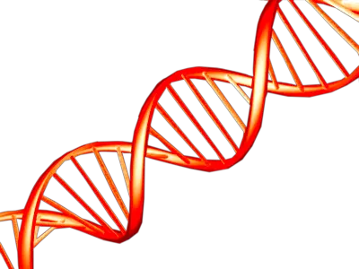 DNA PNG