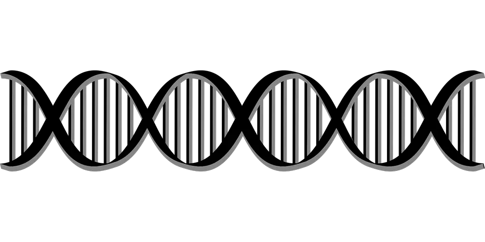 DNA PNG