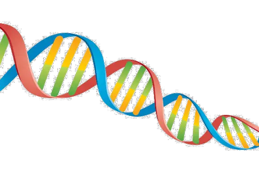 DNA PNG